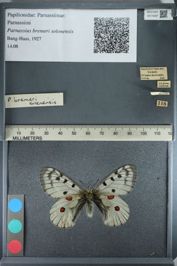 Media type: image;   Entomology 174287
